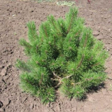 Как да трансплантирате бор от гората на мястото - характеристики на...